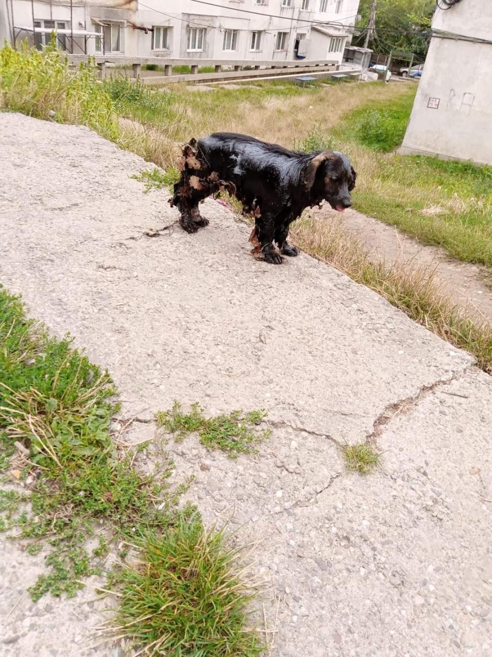 Câine aruncat într-un canal plin cu smoală și păcură, în Vaslui 724542