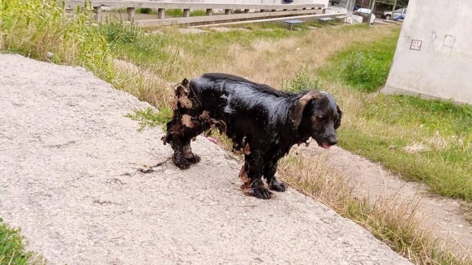 Câine aruncat într-un canal plin cu smoală și păcură, în Vaslui