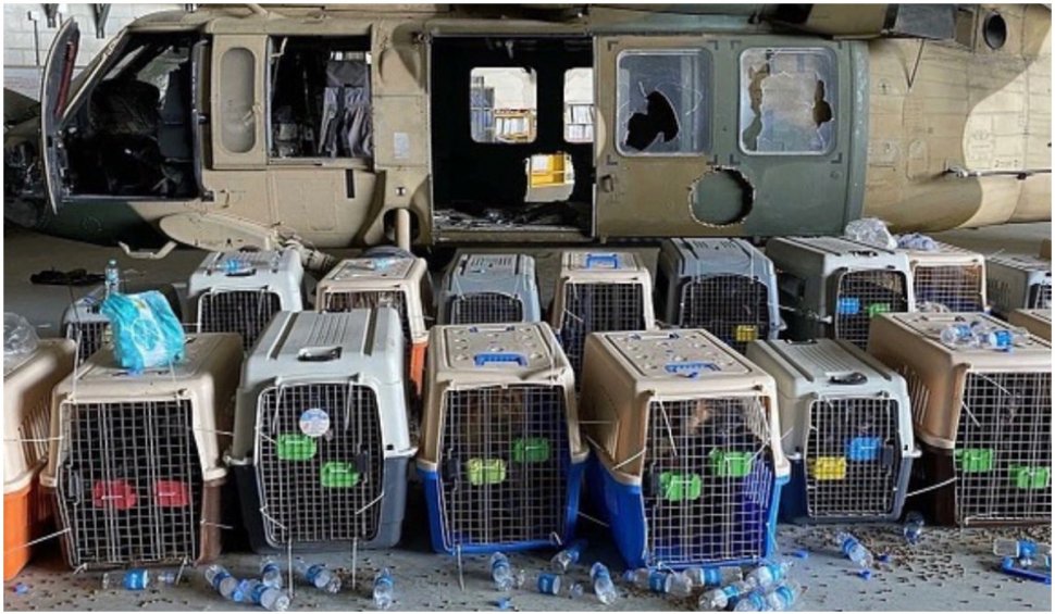 SUA au lăsat în urmă nu doar echipamente și vehicule, ci și 200 de câini utilitari: ”Le-au semnat sentința la moarte”