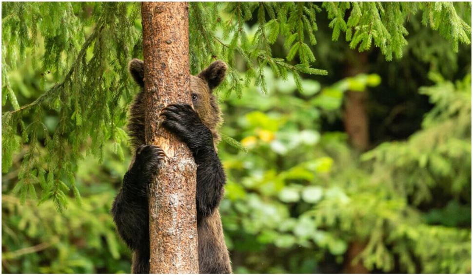 Cele mai amuzante fotografii cu animale de la concursul Comedy Wildlife 2021 724916