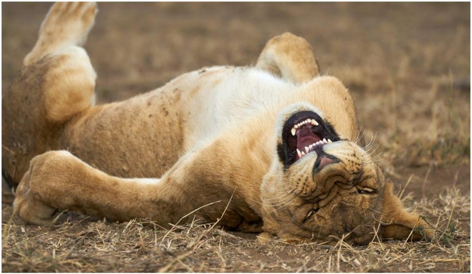 Cele mai amuzante fotografii cu animale de la concursul Comedy Wildlife 2021 724917