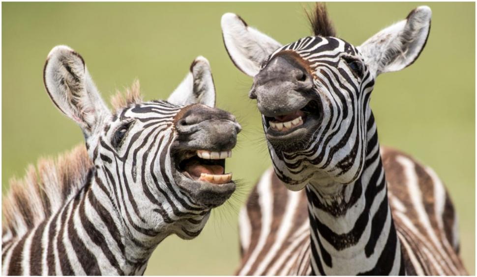 Cele mai amuzante fotografii cu animale de la concursul Comedy Wildlife 2021 724918