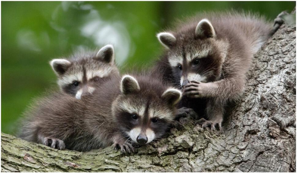 Cele mai amuzante fotografii cu animale de la concursul Comedy Wildlife 2021 724919