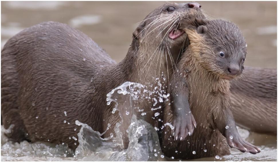 Cele mai amuzante fotografii cu animale de la concursul Comedy Wildlife 2021 724920