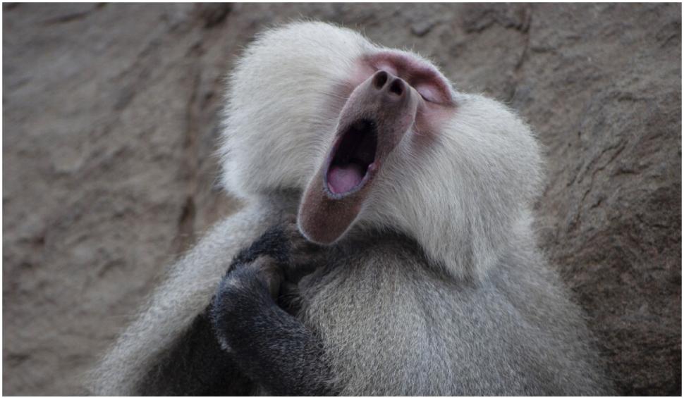 Cele mai amuzante fotografii cu animale de la concursul Comedy Wildlife 2021 724921