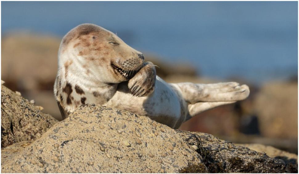 Cele mai amuzante fotografii cu animale de la concursul Comedy Wildlife 2021 724922