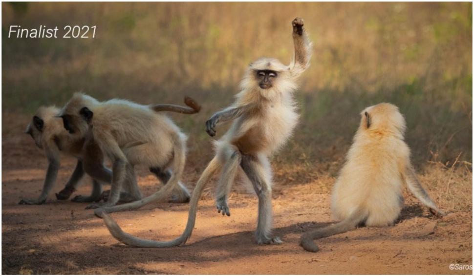 Cele mai amuzante fotografii cu animale de la concursul Comedy Wildlife 2021 724923