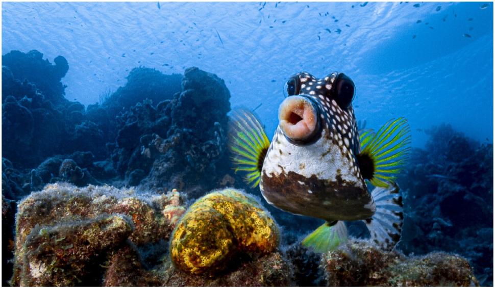 Cele mai amuzante fotografii cu animale de la concursul Comedy Wildlife 2021 724924