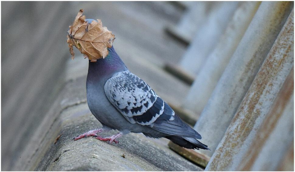 Cele mai amuzante fotografii cu animale de la concursul Comedy Wildlife 2021 724925