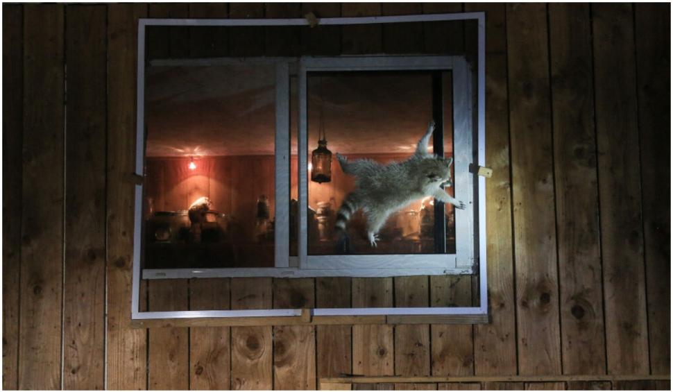 Cele mai amuzante fotografii cu animale de la concursul Comedy Wildlife 2021 724926