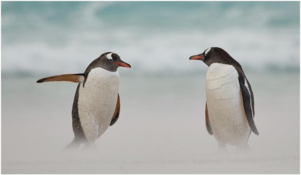 Cele mai amuzante fotografii cu animale de la concursul Comedy Wildlife 2021 724928