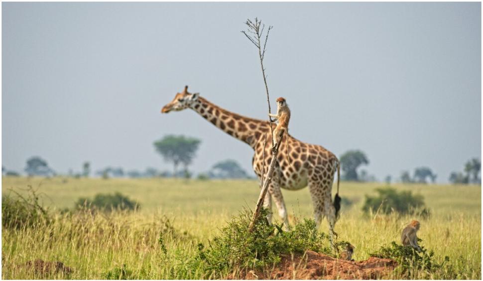 Cele mai amuzante fotografii cu animale de la concursul Comedy Wildlife 2021 724929