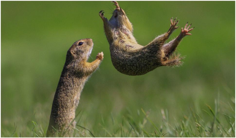 Cele mai amuzante fotografii cu animale de la concursul Comedy Wildlife 2021 724930
