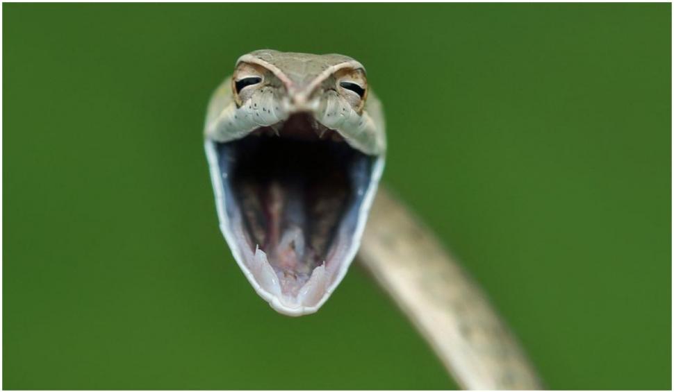 Cele mai amuzante fotografii cu animale de la concursul Comedy Wildlife 2021 724931