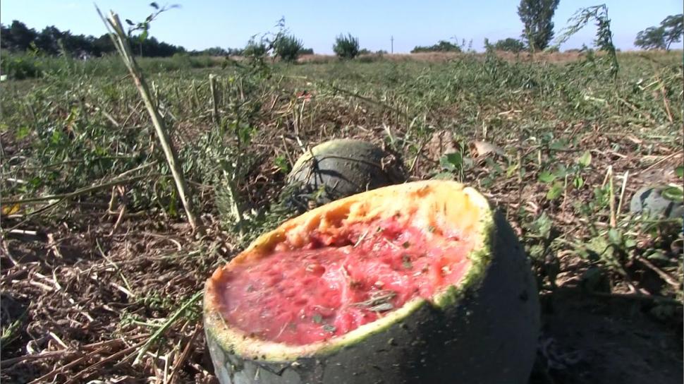 Mii de tone de pepeni abandonați pe câmp, la Dăbuleni. Nimeni nu mai cumpără, deși costă 20 bani kg 724992