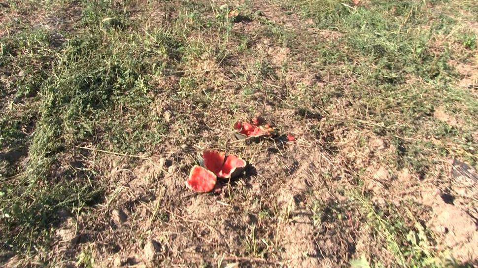 Mii de tone de pepeni abandonați pe câmp, la Dăbuleni. Nimeni nu mai cumpără, deși costă 20 bani kg 724993