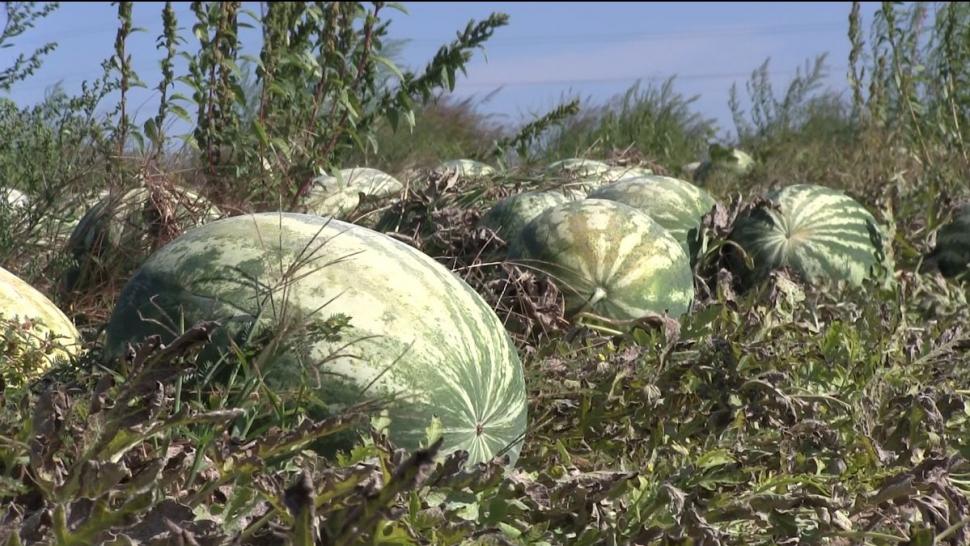Mii de tone de pepeni abandonați pe câmp, la Dăbuleni. Nimeni nu mai cumpără, deși costă 20 bani kg 724994