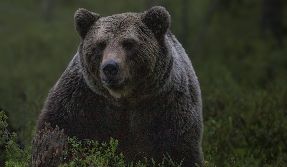 Împușcarea și tranșarea unui urs din Neamț îi va costa zeci de mii de euro pe făptași. Resturile animalului au fost găsite sub un pod