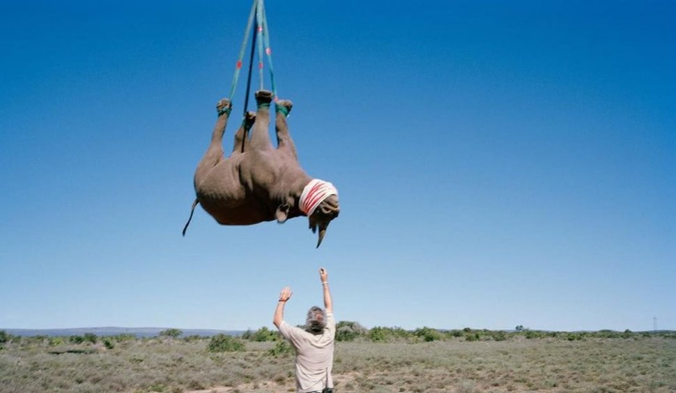 Premiile Ig Nobel. Un rinocer agățat cu capul în jos de un elicopter a spulberat concurența