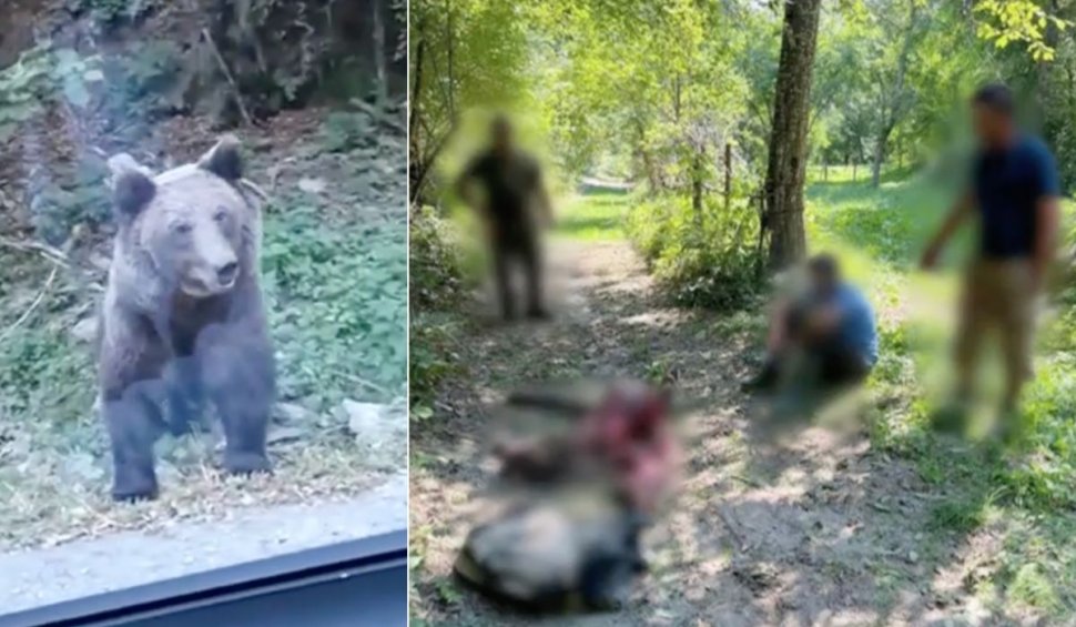 Un urs s-a chinuit 10 ore, după ce s-a prins într-un laţ în comuna Ceahlău din Neamţ şi nimeni nu a intervenit să îl ajute
