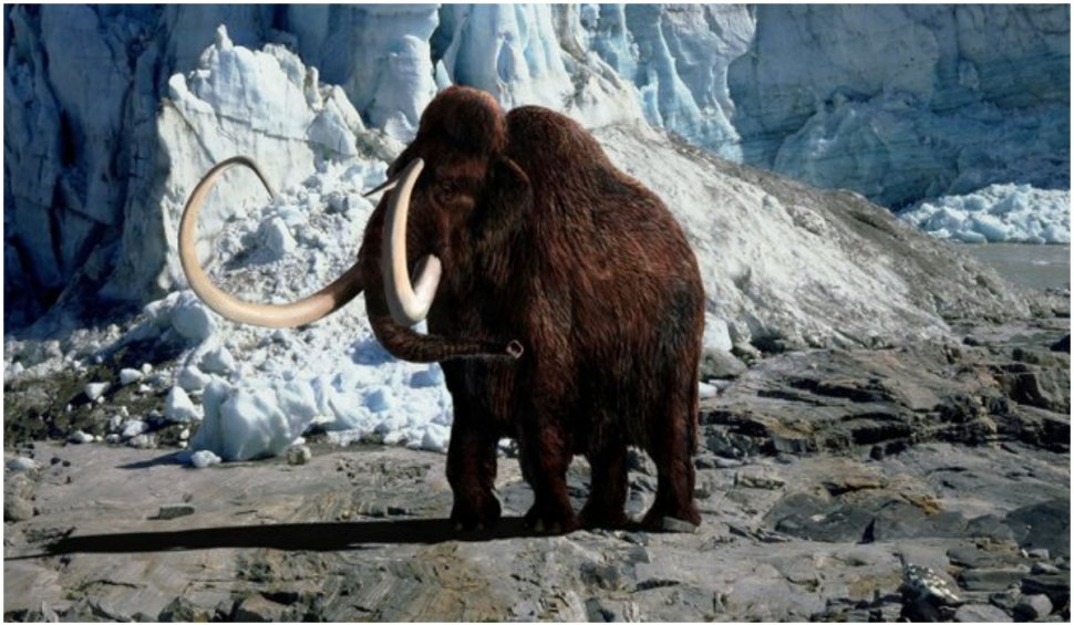 Cercetătorii vor să readucă la viață mamutul lânos dispărut acum 4.000 de ani