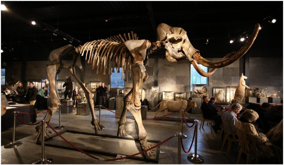 Cercetătorii vor să readucă la viață mamutul lânos dispărut acum 4.000 de ani 726715