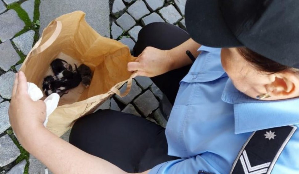 Un bărbat din Bucureşti a aruncat cinci pui de pisică, într-o pungă, pe o stradă din Centrul Istoric