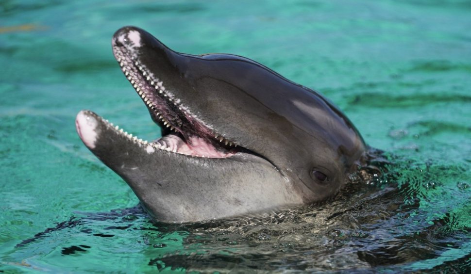 Masacrul delfinilor în Insulele Feroe. Vânătorii au ucis cu cuțitul 2% din populația de mamifere marine din Atlantic