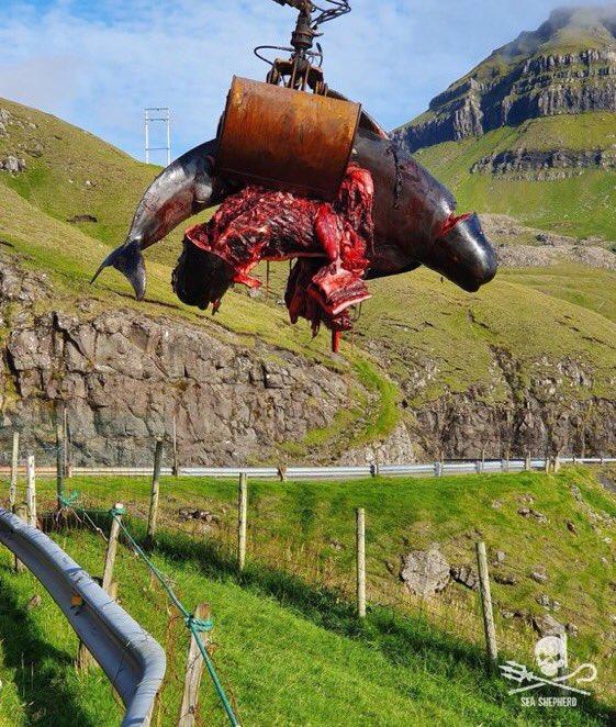 Masacrul delfinilor în Insulele Feroe. Vânătorii au ucis cu cuțitul 2% din populația de mamifere marine din Atlantic 726821