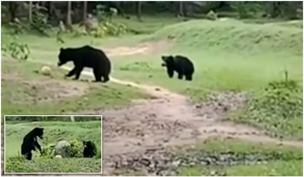 O ursoaică fură mingea de fotbal a unor copii, pentru a-și distra ursulețul cu ea