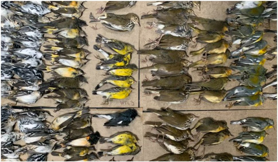 Imagini dezolante pe străzile din New York: trotuarele sunt pline de păsări moarte