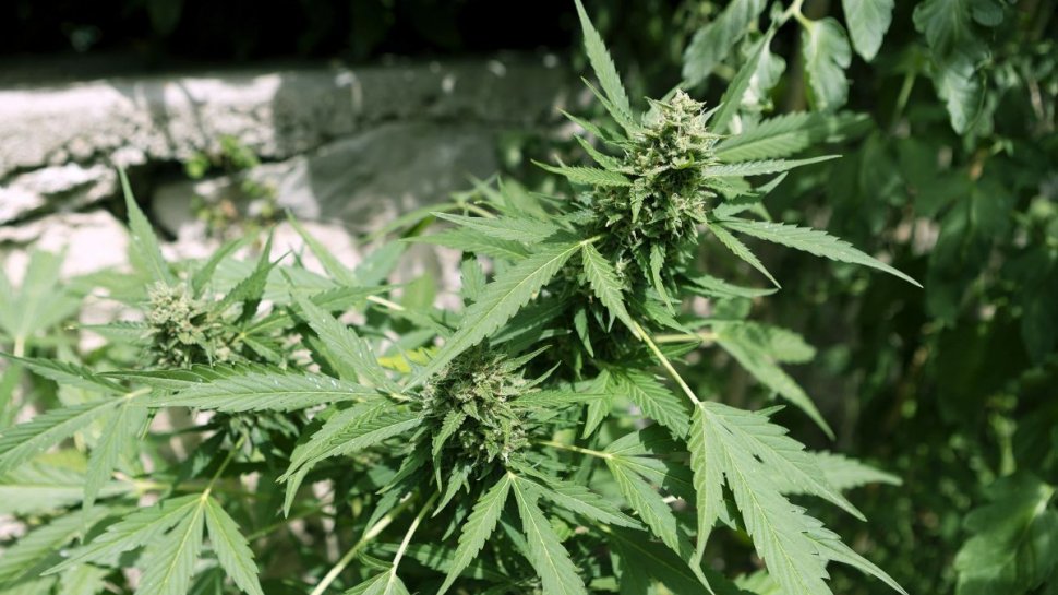 Plantație de cannabis, descoperită în curtea unui tânăr din Timișoara