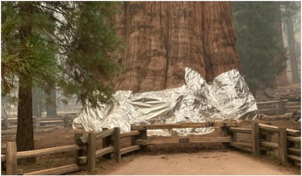 Cel mai mare copac din lume a fost învelit în folie termoizolantă pentru a fi protejat de incendiile care fac ravagii în California 727235