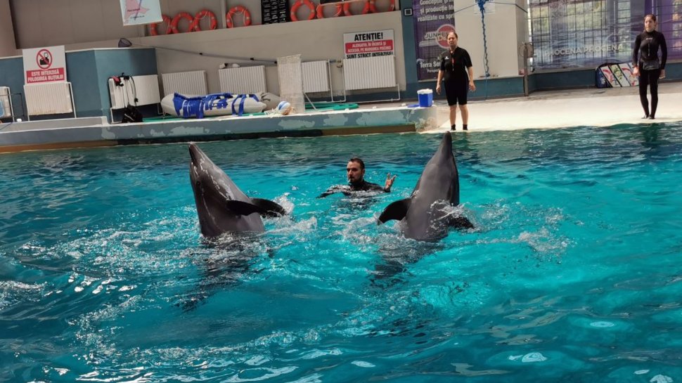Delfinul Chen-Chen, suspect de coronavirus. Spectacolele de la Delfinariul din Constanţa au fost suspendate