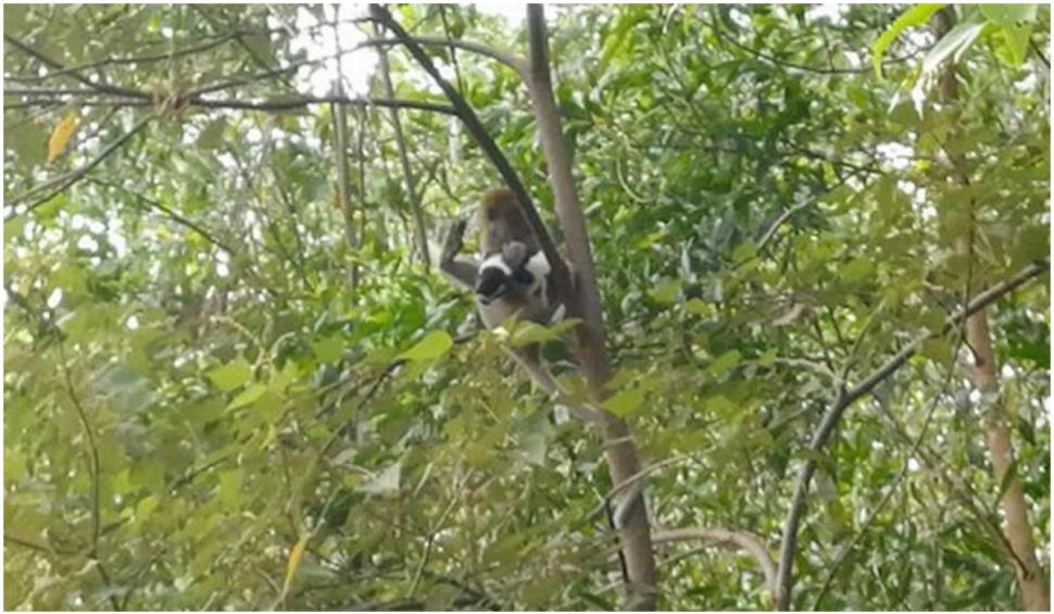O maimuță din Malaezia a răpit un cățeluș și l-a ținut trei zile ostatic într-un copac 727918