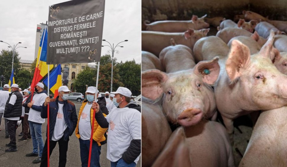 Avertismentul fermierilor: Porcul românesc, pe cale de dispariție din cauza pestei porcine