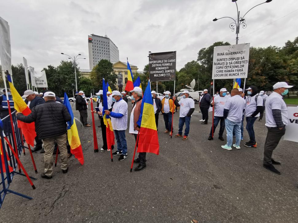 Avertismentul fermierilor: Porcul românesc, pe cale de dispariție din cauza pestei porcine 727885