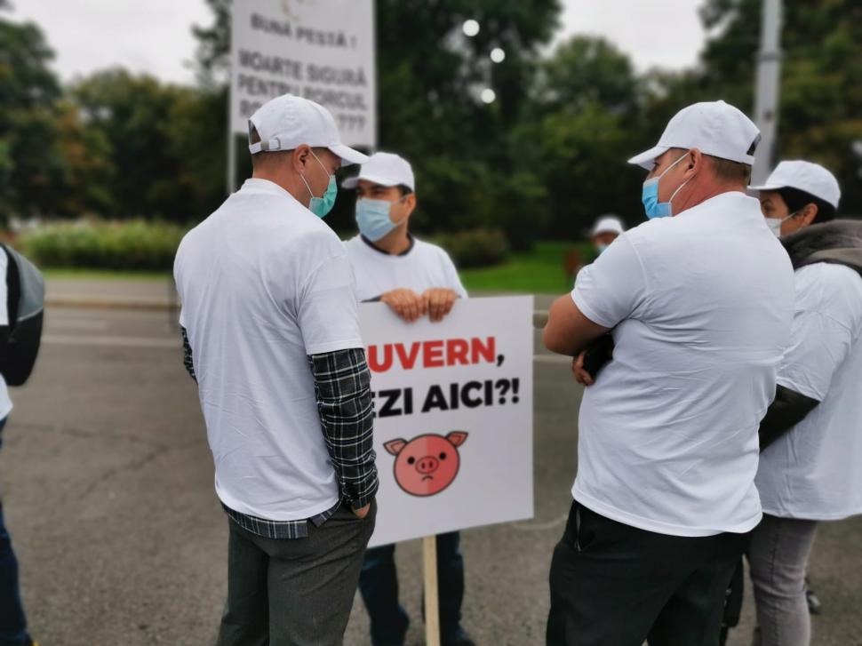 Avertismentul fermierilor: Porcul românesc, pe cale de dispariție din cauza pestei porcine 727886