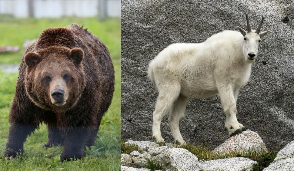 Neașteptatul deznodământ al înfruntării dintre un urs grizzly canadian și o capră sălbatică. O armă de 30 de centimetri a făcut diferența
