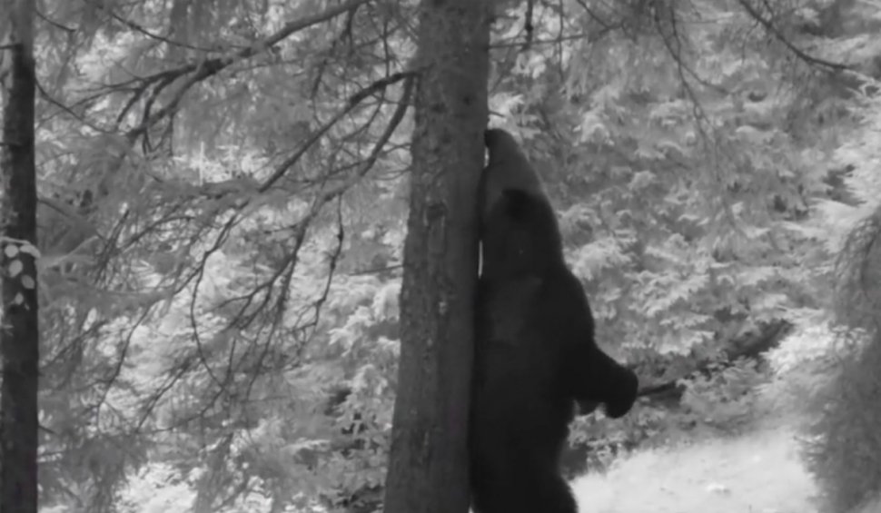 Momente amuzante surprinse într-un parc Național, cu ''Baloo de Carpaţi''. Un urs se scarpină de un copac
