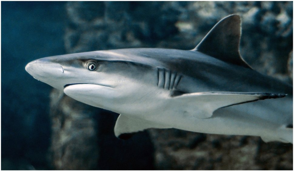 Autoritățile din Columbia au confiscat aproape 3.500 de aripioare de rechin