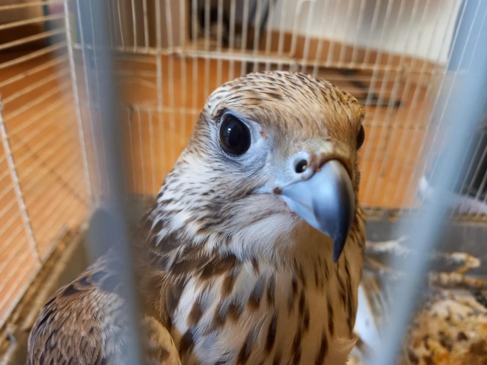 Apariție surprinzătoare în curtea unui arădean. Costă peste 20.000 de euro  728846