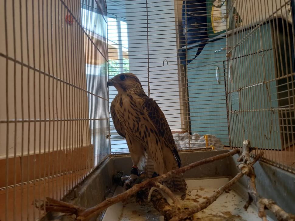 Apariție surprinzătoare în curtea unui arădean. Costă peste 20.000 de euro  728848