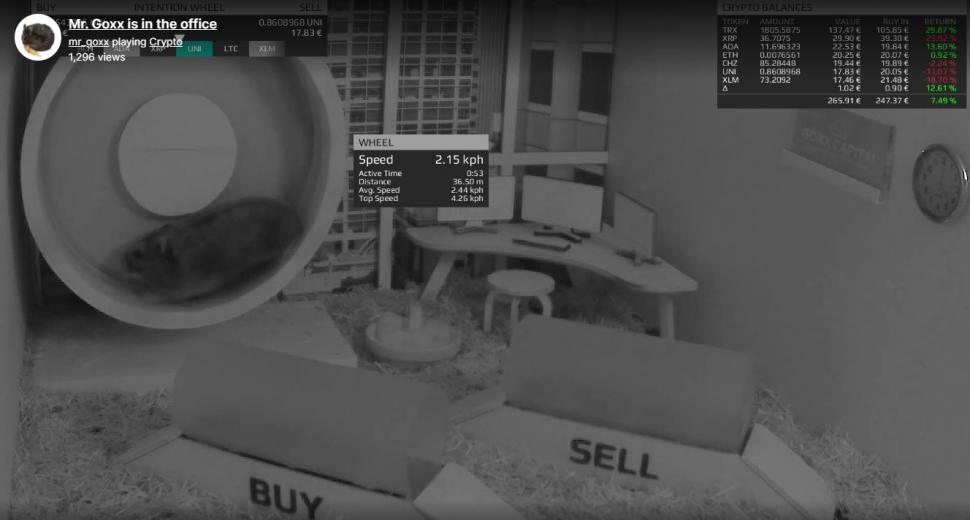 Faceți cunoștință cu Goxx, hamsterul care joacă la bursă cripto-monede și a avut un randament mai bun decât titlurile companiei lui Warren Buffet 728901