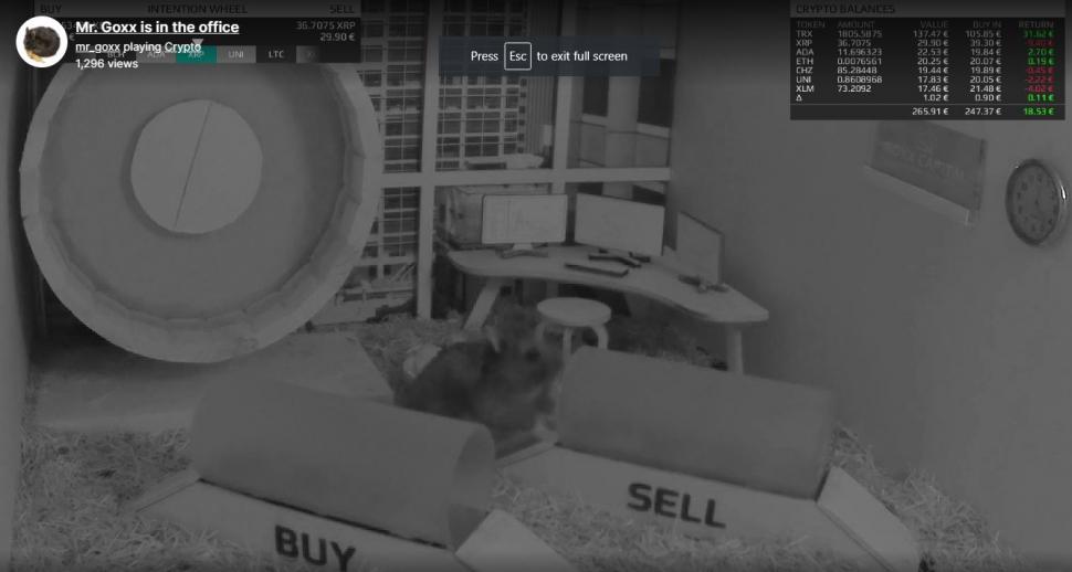 Faceți cunoștință cu Goxx, hamsterul care joacă la bursă cripto-monede și a avut un randament mai bun decât titlurile companiei lui Warren Buffet 728902