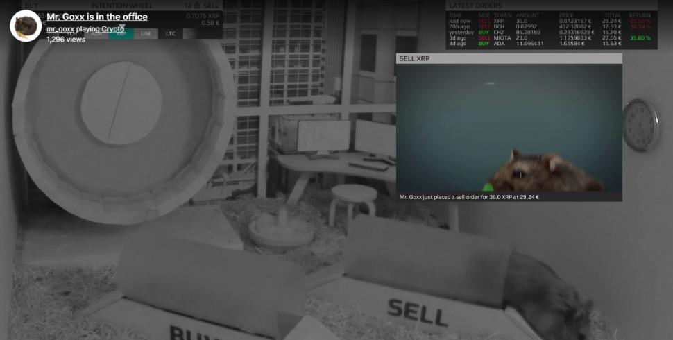 Faceți cunoștință cu Goxx, hamsterul care joacă la bursă cripto-monede și a avut un randament mai bun decât titlurile companiei lui Warren Buffet 728903