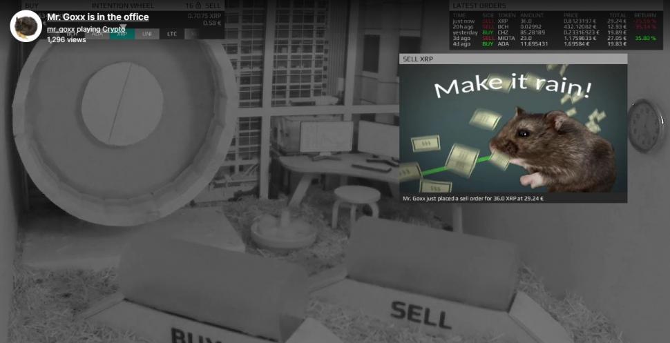 Faceți cunoștință cu Goxx, hamsterul care joacă la bursă cripto-monede și a avut un randament mai bun decât titlurile companiei lui Warren Buffet 728904