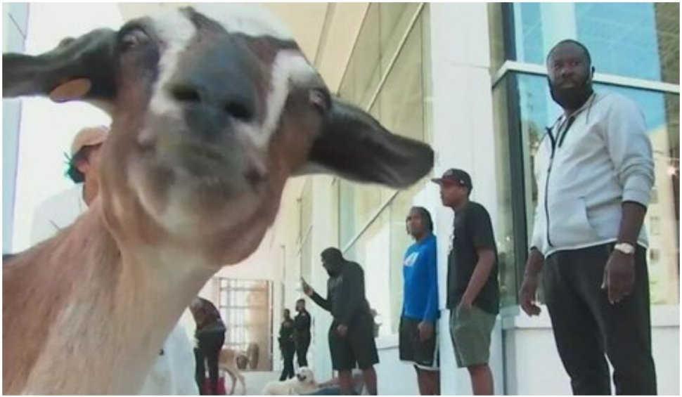 O turmă de capre a ”cotropit” orașul Atlanta din SUA