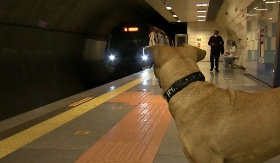 Câinele care ia zilnic metroul și dă prioritate la coborâre, în Istanbul