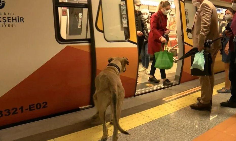 Câinele care ia zilnic metroul și dă prioritate la coborâre, în Istanbul 729862